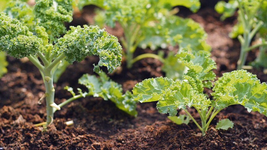 Kale growing in a vegetable garden.