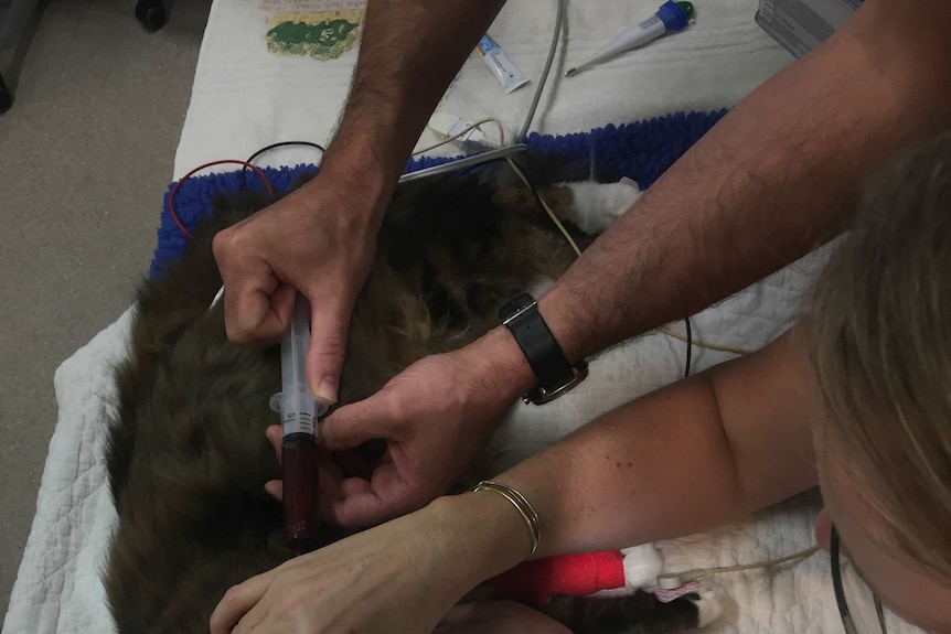 A cat donates blood at the University of Melbourne's U-Vet clinic.