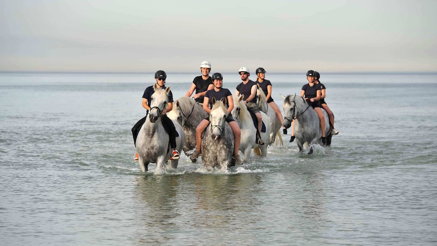 SA police horses cool down