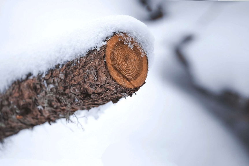 A snow-covered branch that looks as though the end has been sawn off. There are very pronounced rings in the cross section.