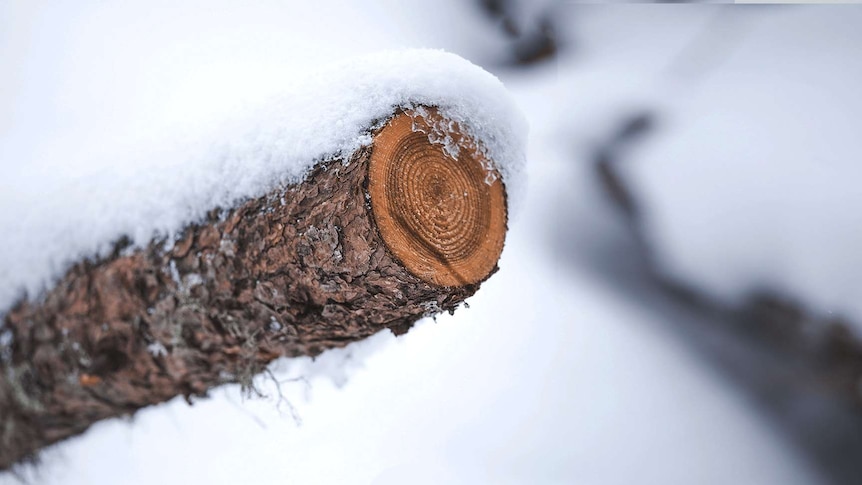 A snow-covered branch that looks as though the end has been sawn off. There are very pronounced rings in the cross section.
