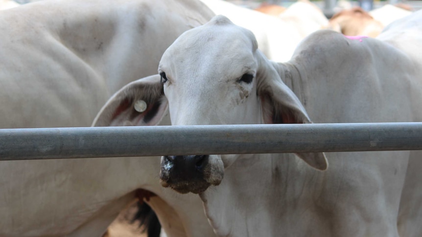 A white brahman cow in a cattle yard outside Cloncurry.