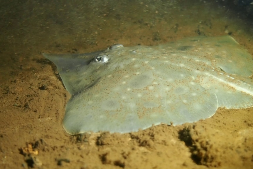 A skate lying on the seabed.