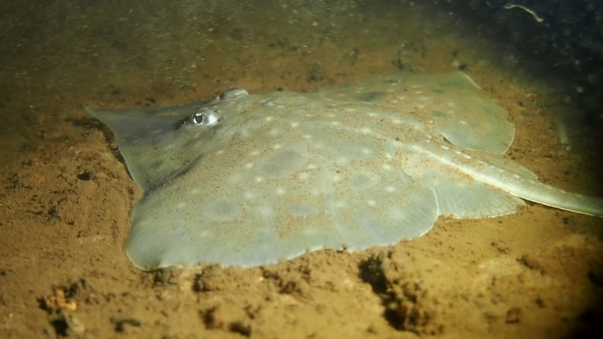 A skate lying on the seabed.