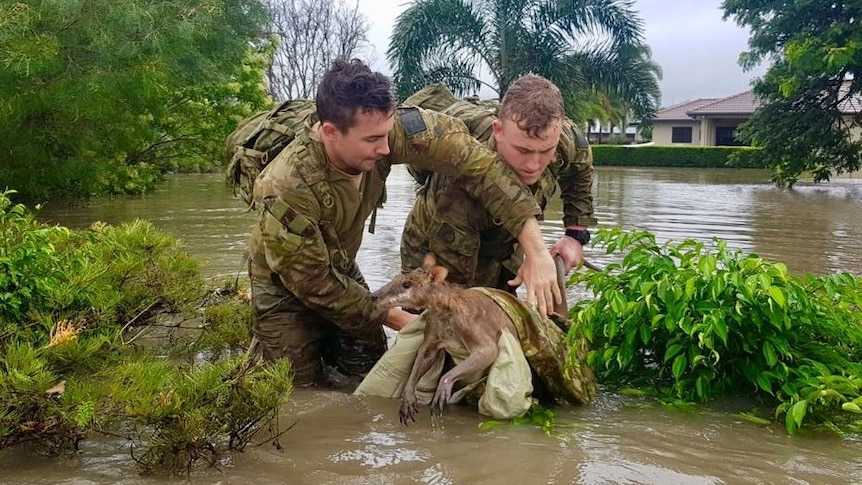 Two RAR soldiers pull a kangaroo out of floodwaters in Townsville.