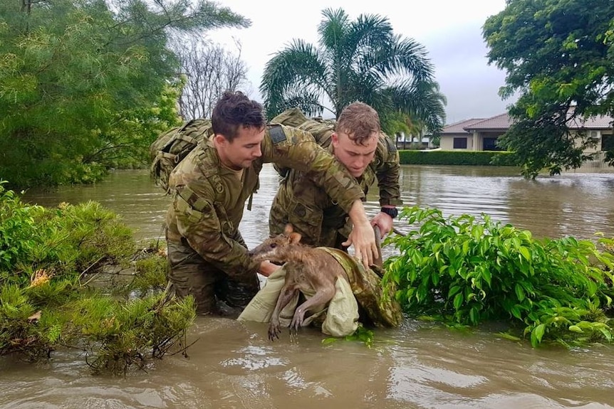 Two RAR soldiers pull a kangaroo out of floodwaters in Townsville.