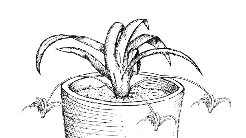Illustration of a spider plant in a pot with three small offshoots.