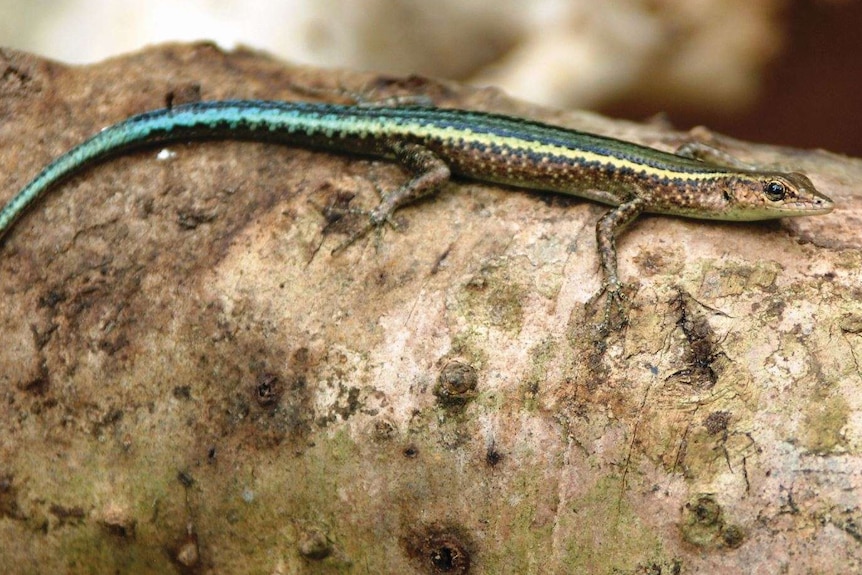 A critically endangered blue-tailed skink sits on a log.