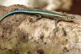 A critically endangered blue-tailed skink sits on a log.