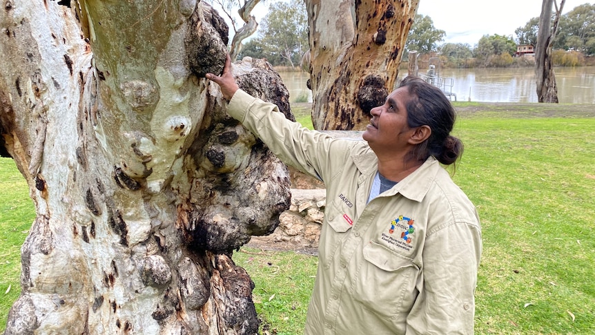 A woman wearing a cream-coloured shirt looking at and touching a large tree. 