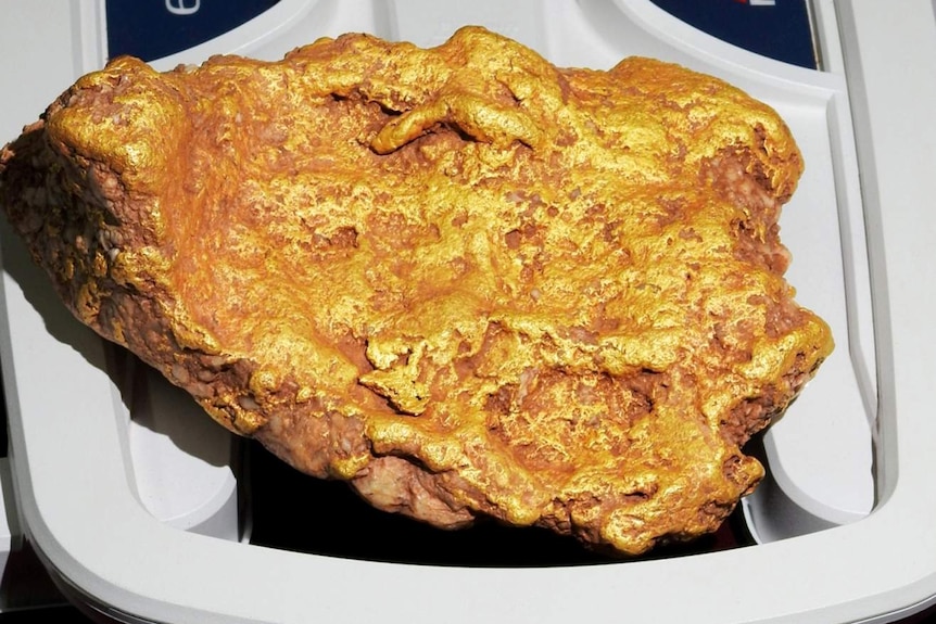 A large gold nugget sits on a plastic scoop.