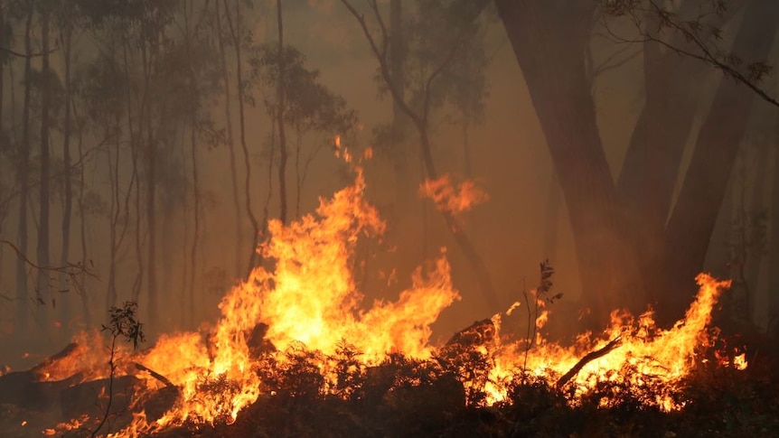 Fingal fire on the morning of December 31, 2019.