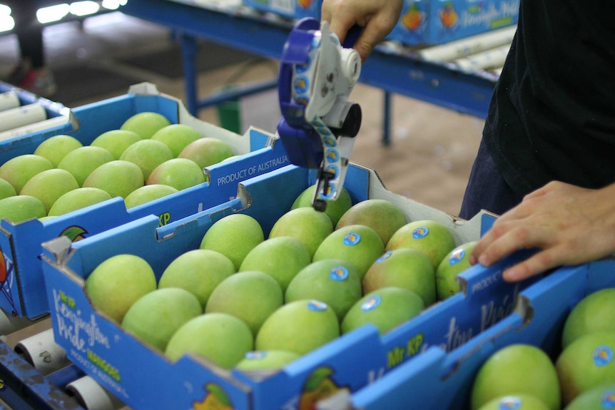 a hand putting stickers on several boxes of mangoes.