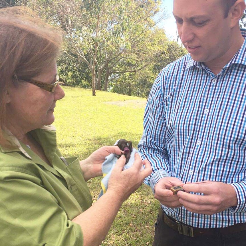 Environment Minister Steven Miles (on right) with a little-red flying fox which will be tracked by GPS.