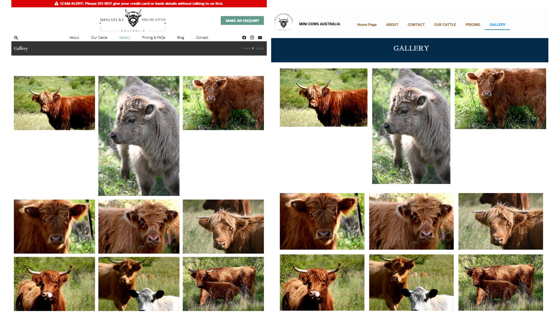 A screenshot of two web pages side by side, both displaying a gallery of identical pictures of miniature highland cows.