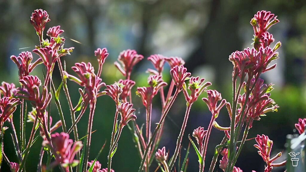 Pink Kangaroo Paw flowers growing in a garden.