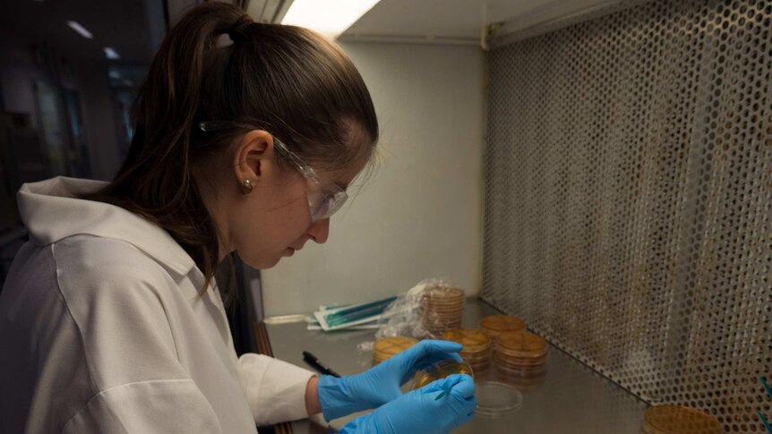 Technical officer Kate Cuijvers replates yeast colonies.