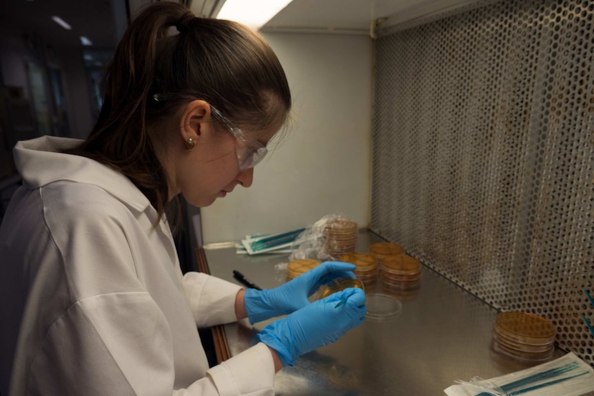 Technical officer Kate Cuijvers replates yeast colonies.