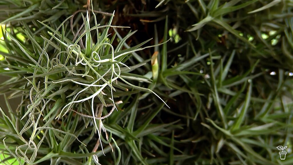 Tillandsias from Seed - Gardening Australia
