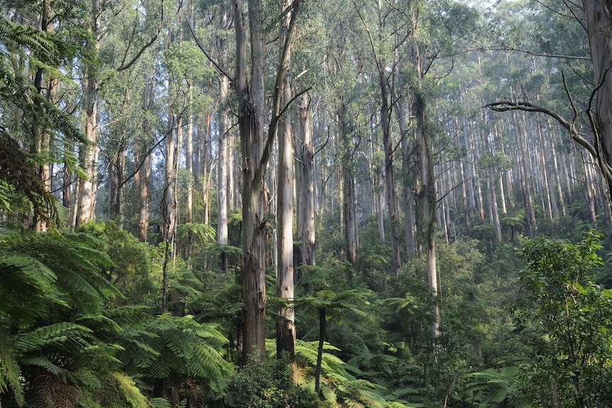 mountain ash forest