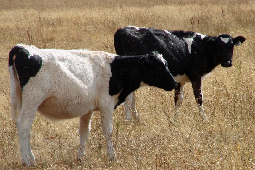 Holstein heifers on a run out block in northern Tasmania