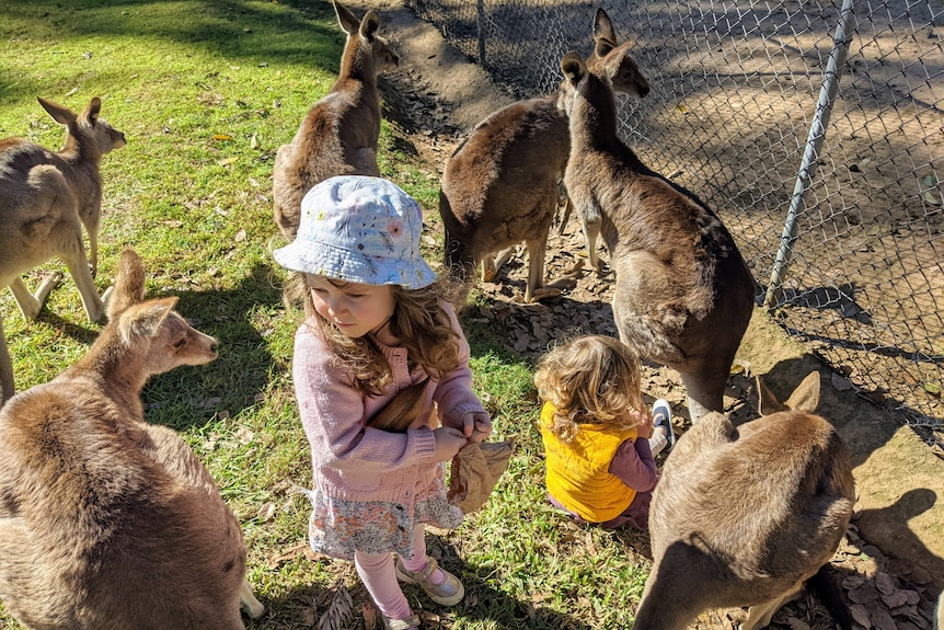 Two girls feed a bunch of kangaroos.