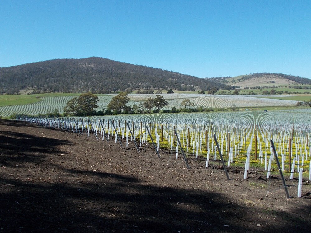 Brand new vineyard for a Tasmanian sparkling wine company ABC listen