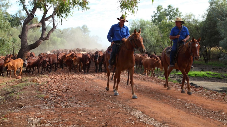 Two drovers on horseback lead a mob of cattle through a paddock.