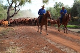 Two drovers on horseback lead a mob of cattle through a paddock.