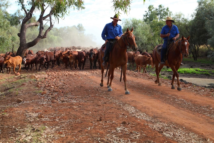 Two drovers on horseback lead a mob of cattle through a paddock.