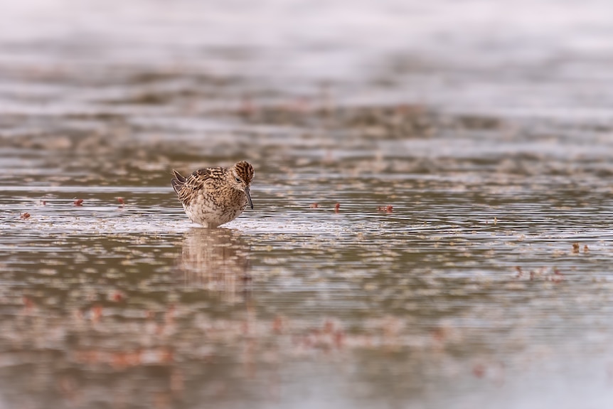 A small brown bird sits in a lake
