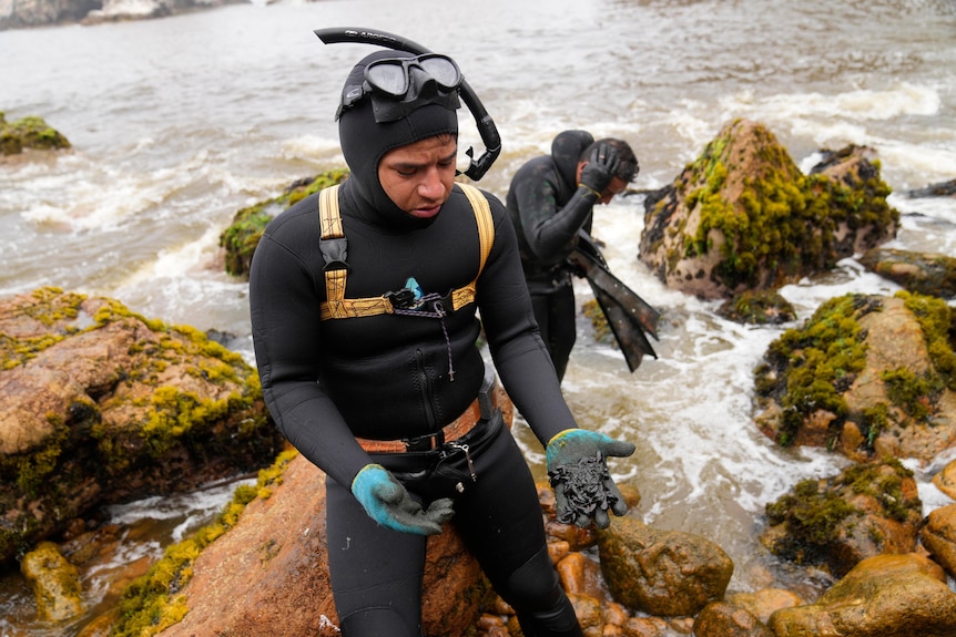 Un hombre con equipo de buceo se para sobre rocas cubiertas de musgo con la palma abierta para mostrar los moluscos aceitosos. 