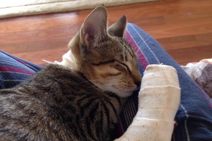 A tabby cat with a leg in a cast