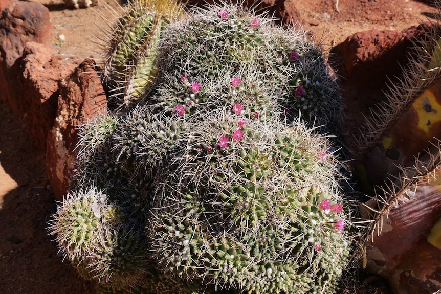 Cactus with spikes and pink flowers