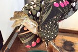 A close up of the baby crocodile being held in an oven mitt.