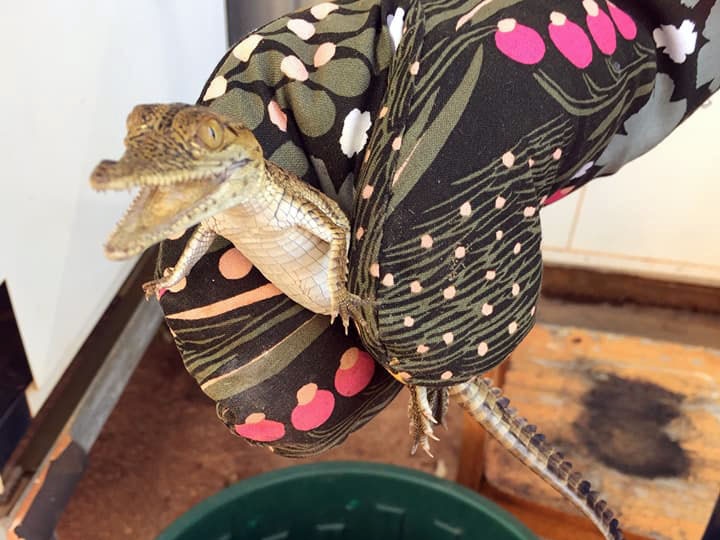 A close up of the baby crocodile being held in an oven mitt.