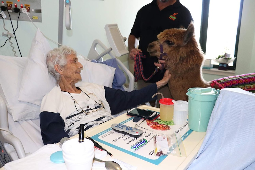 Therapy alpaca Ed Sheeran visits patient Margo Hanrahan in her hospital room at Beaudesert Hospital.
