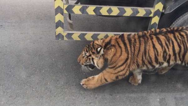 A tiger runs through traffic on an express way in Doha, Qatar.