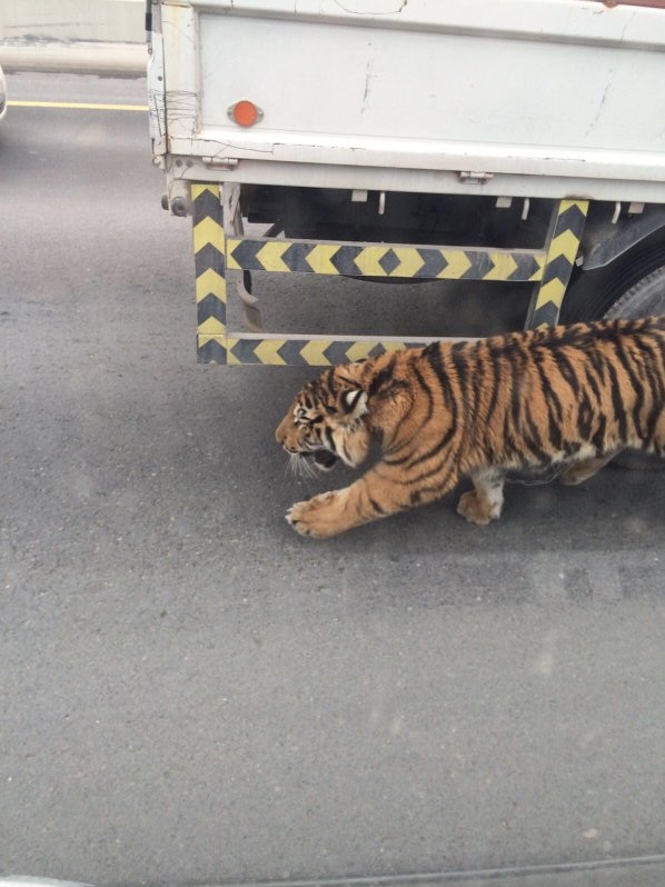 A tiger runs through traffic on an express way in Doha, Qatar.