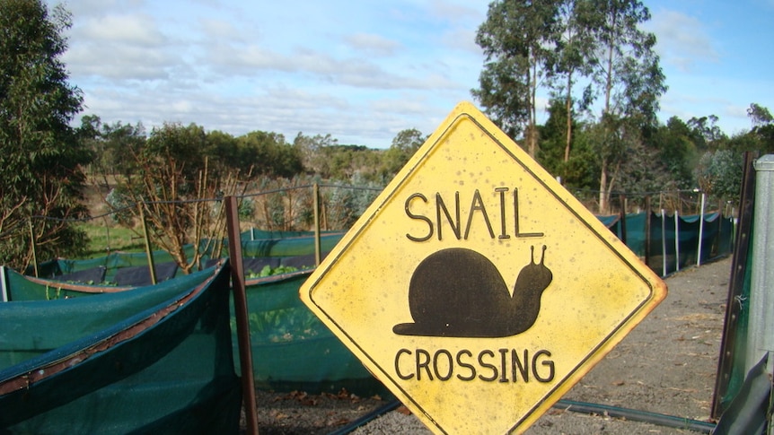 A yellow 'snail crossing' sign in Helene Hawes' hobby farm at Simpson in Victoria.