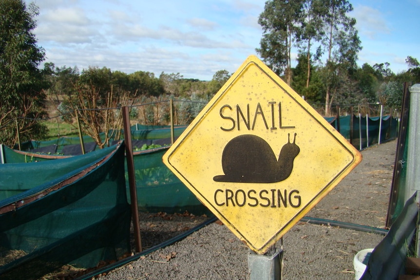 A yellow 'snail crossing' sign in Helene Hawes' hobby farm at Simpson in Victoria.