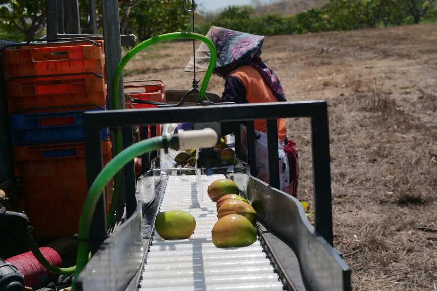 Pine Creek mango picker is washing mangoes and is wearing a pointy hat.
