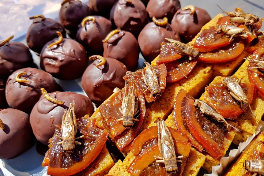A tray of chocolate balls with mealworms stuck on top and orange cake slices toped with crickets.