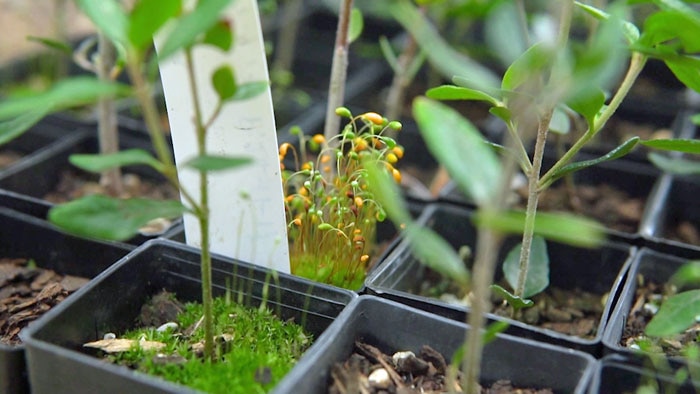 Plant seedlings growing in pots in trays