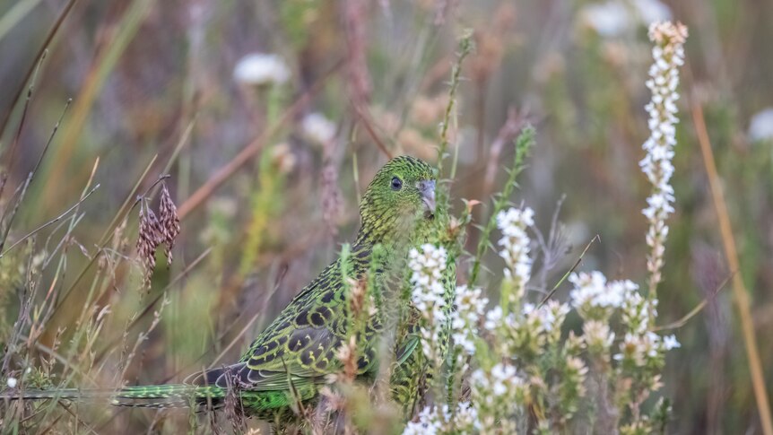 a green parrot sized bird with a black pattern on it in scrub looking at the camera