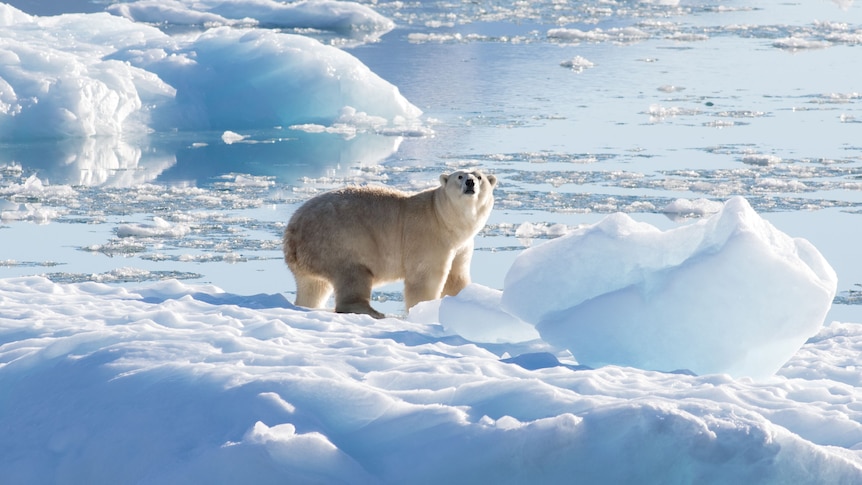 A picture of a polar bear on broken up ice sheets.