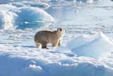 A picture of a polar bear on broken up ice sheets.