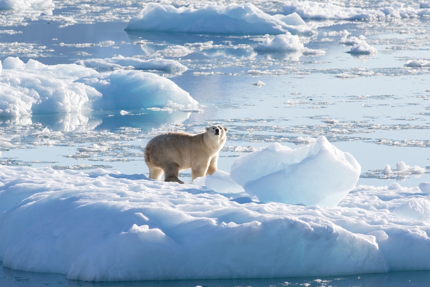 picture of a polar bear on ice 