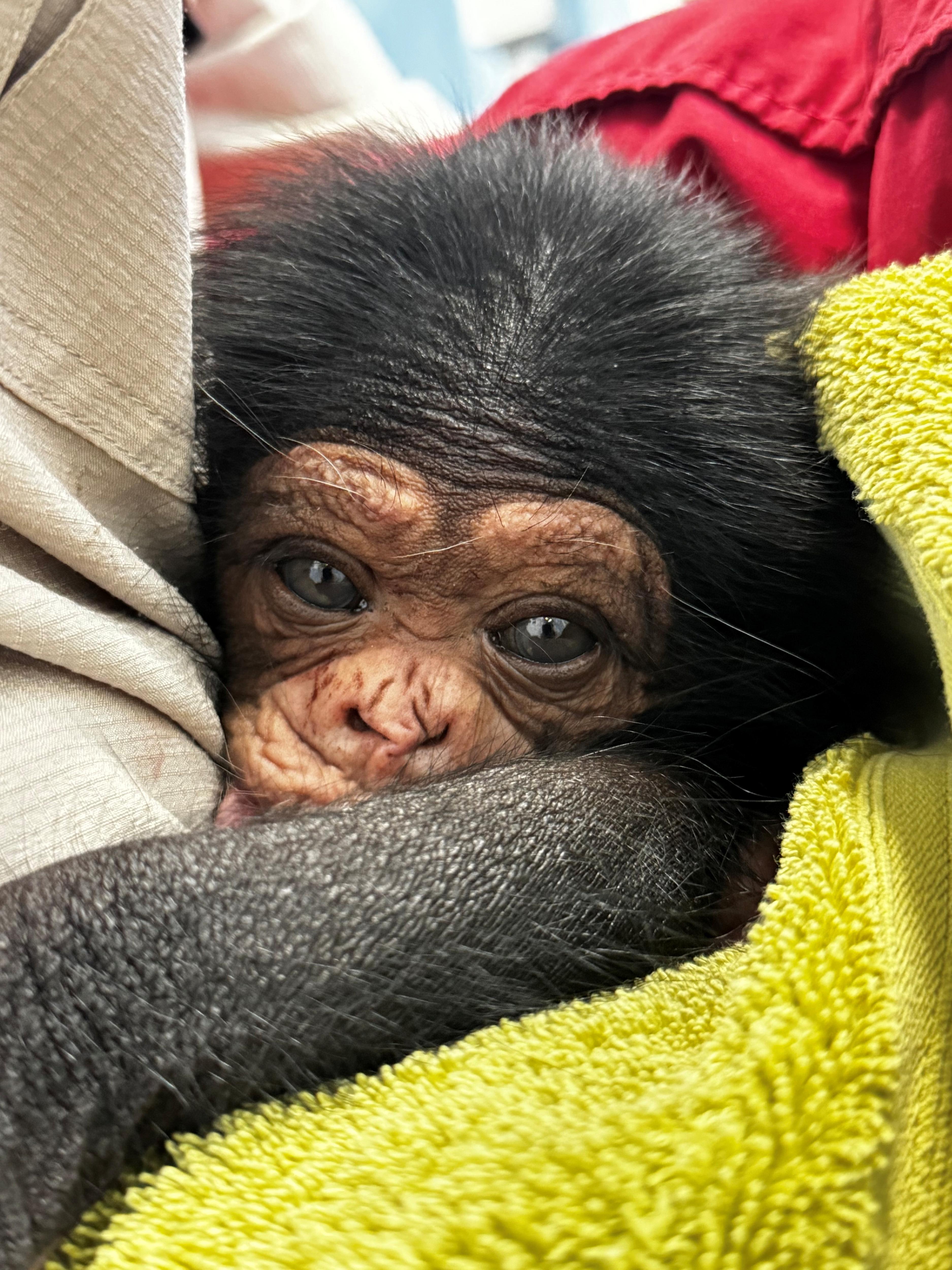 A furry baby chimpanzee nestled in a yellow blanket hugs a person wearing a beige shirt as it looks directly at the camera. 