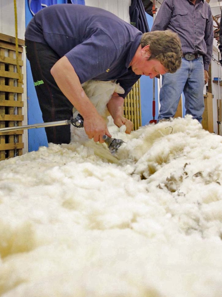 The owners estimate the fleece's value at $200 but have been offered much more.